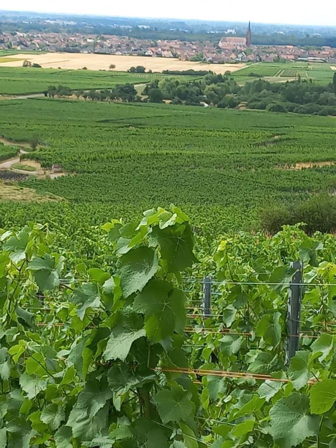 Gite Au Nid De Cigognes Villa Dieffenthal Luaran gambar